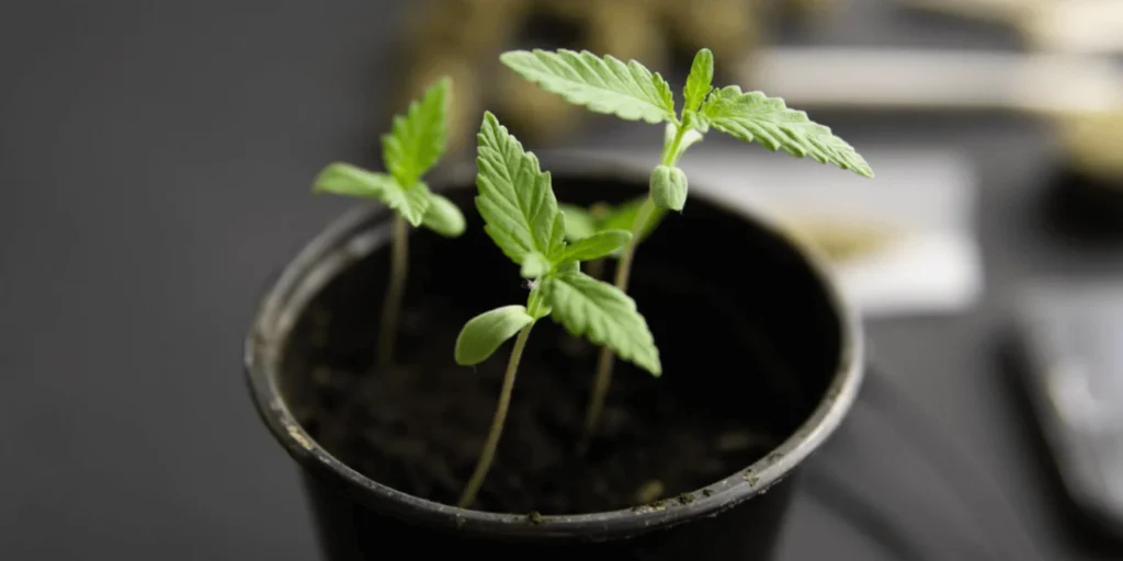 Plant die een gevoel van cbd geeft