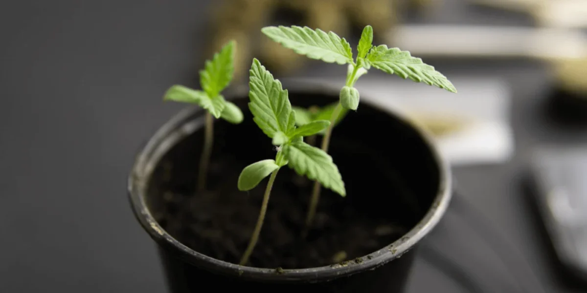 Plant die een gevoel van cbd geeft
